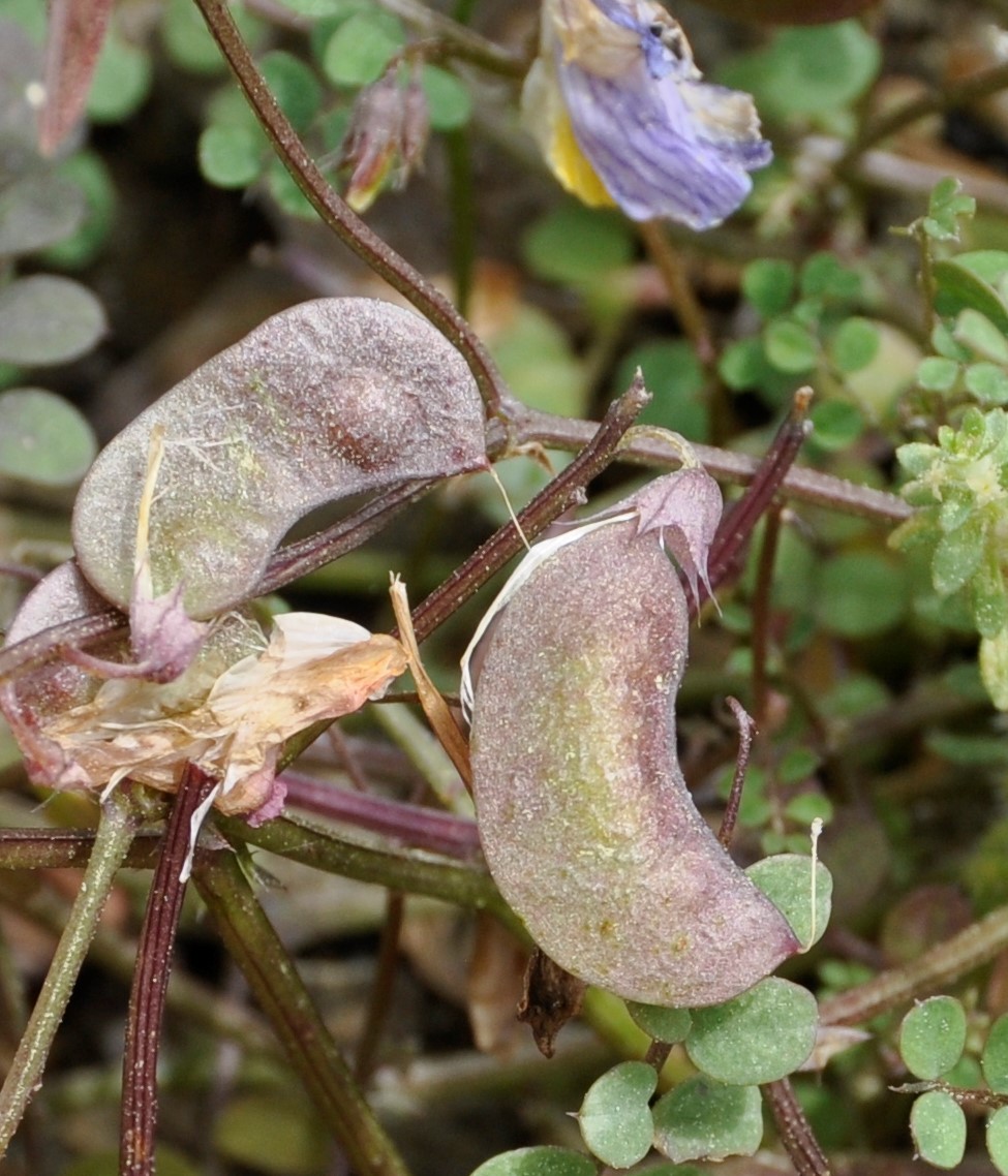 Image of Vicia lunata specimen.