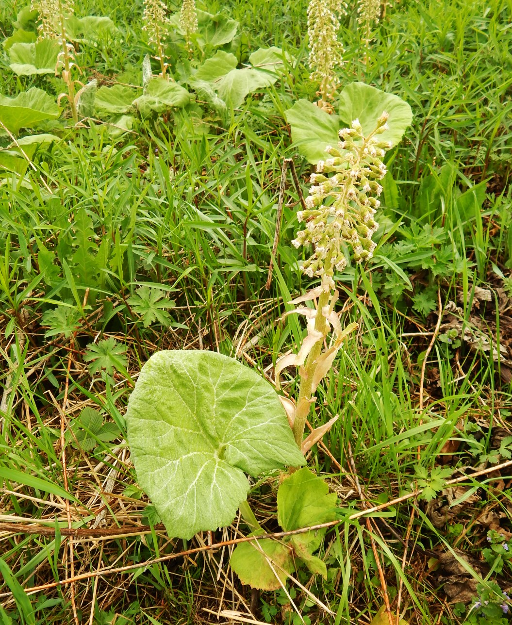 Изображение особи Petasites hybridus.