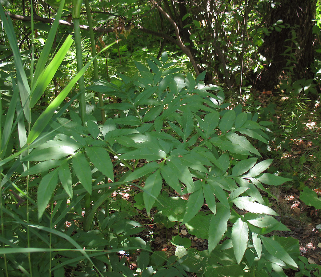 Изображение особи Angelica sylvestris.