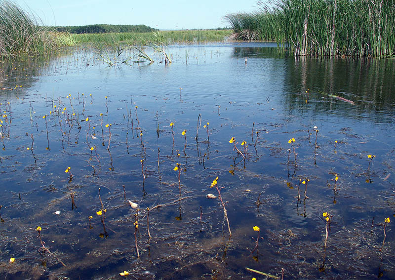 Image of Utricularia vulgaris specimen.