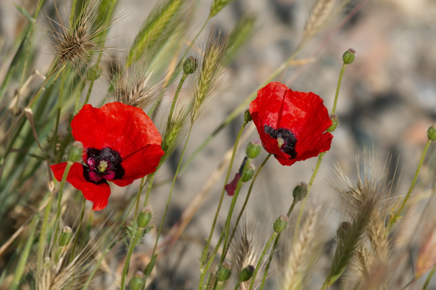 Image of Papaver pavoninum specimen.