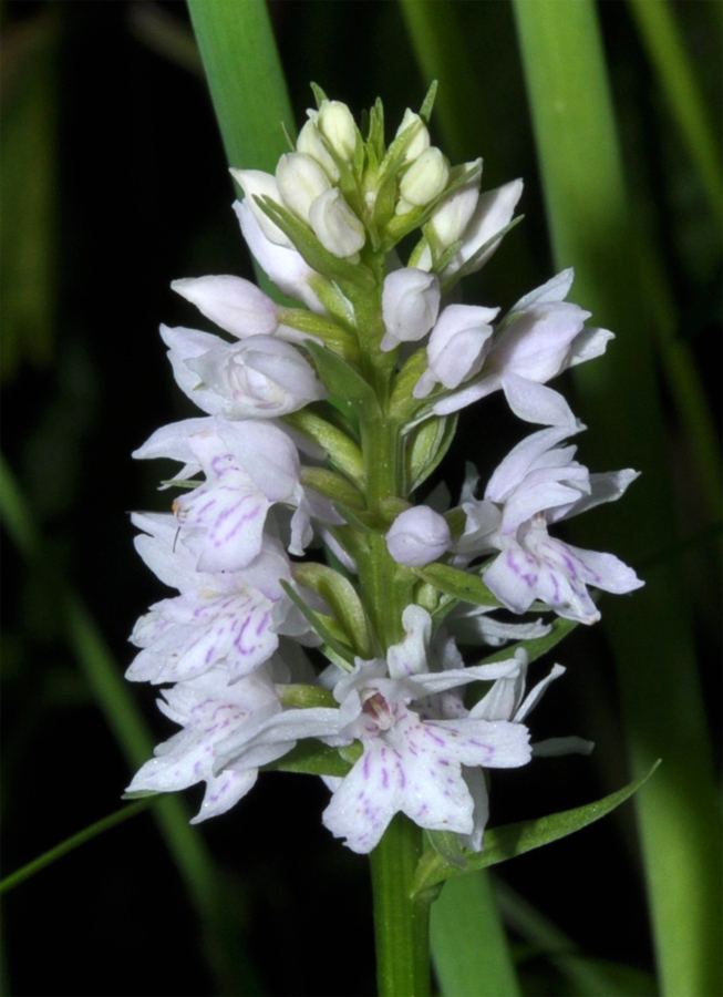 Изображение особи Dactylorhiza fuchsii.