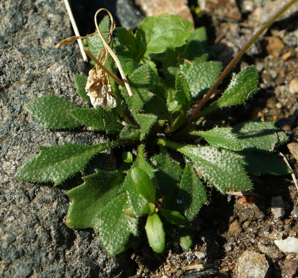 Изображение особи Draba hispida.