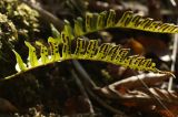Смотреть изображение Polypodium vulgare