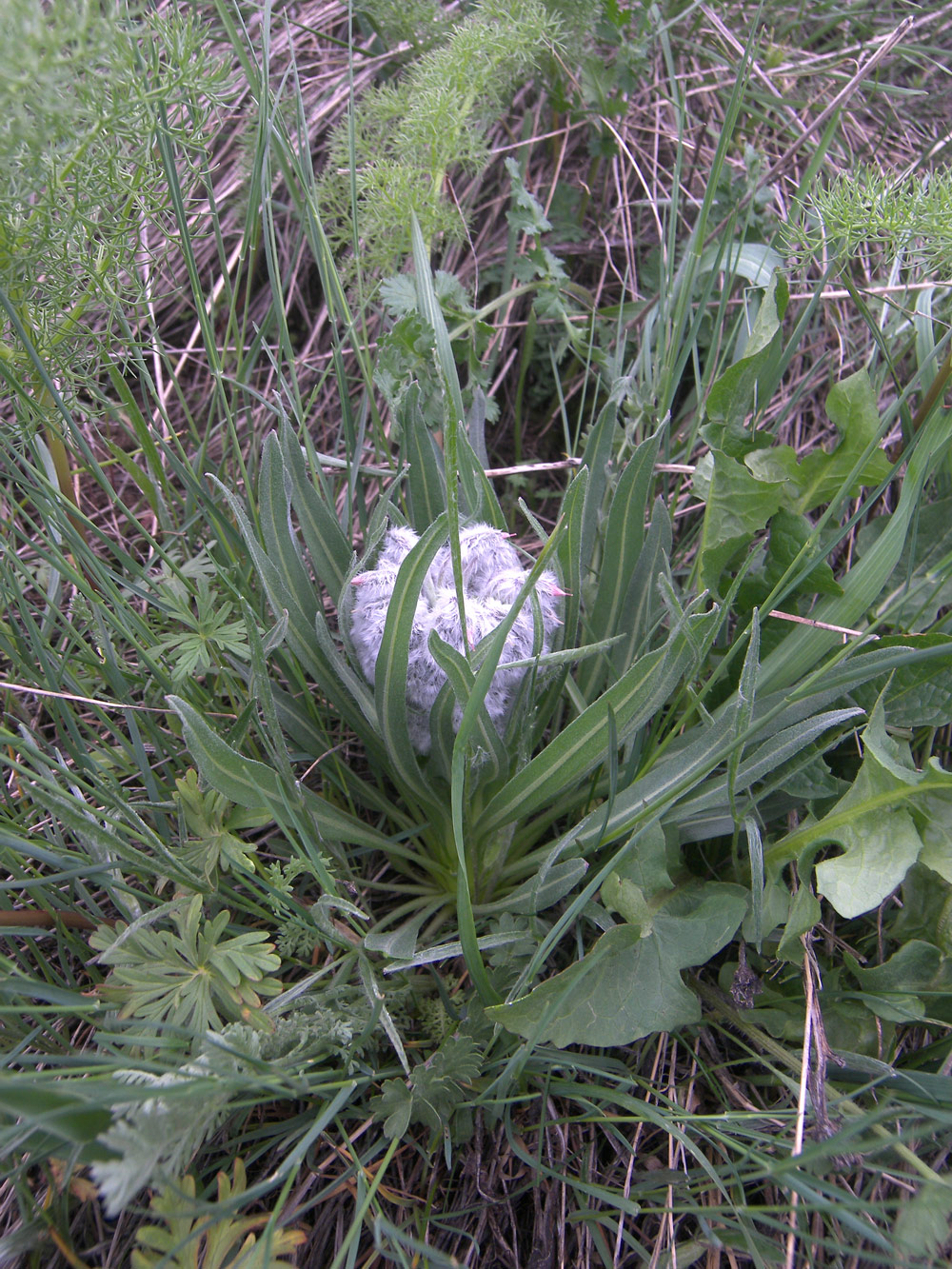 Image of Rindera lanata specimen.