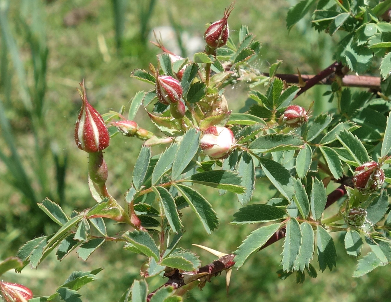 Image of Rosa alberti specimen.