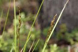 Carex appropinquata