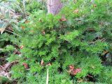 Смотреть изображение Taxus cuspidata