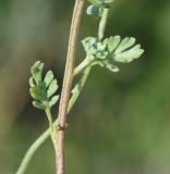 Image of taxon representative. Author is Роланд Цандекидис