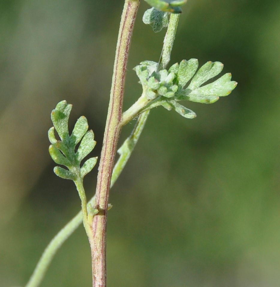 Image of Anthemis tricolor specimen.