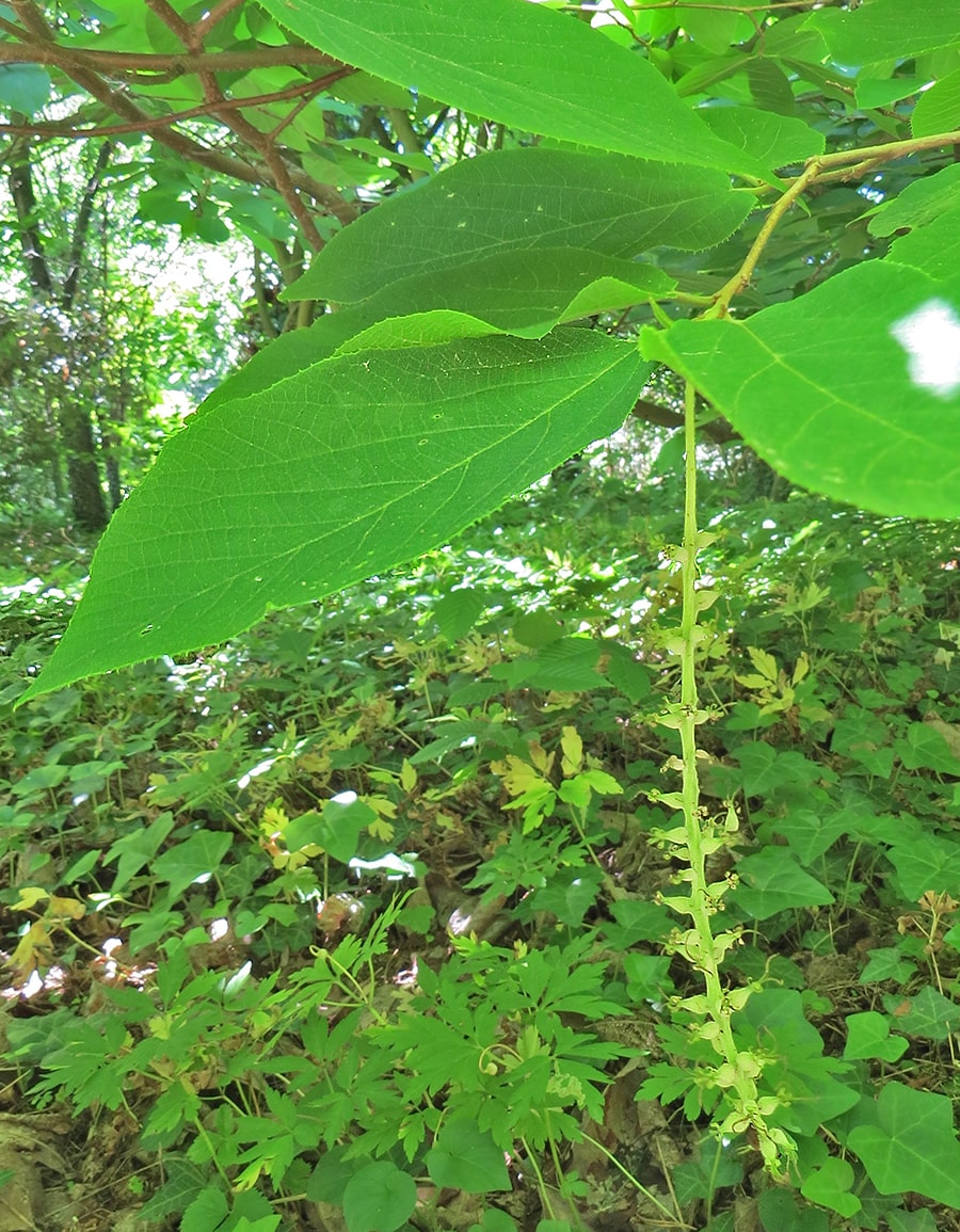 Image of Sinowilsonia henryi specimen.