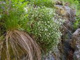 Stellaria holostea. Куртина цветущих растений. Адыгея, Майкопский р-н, окр. пос. Хамышки, высокий обрывистый правый берег р. Киша, ≈ 700 м н.у.м., в расщелине скалы. 30.04.2018.