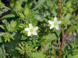 Cerastium inflatum