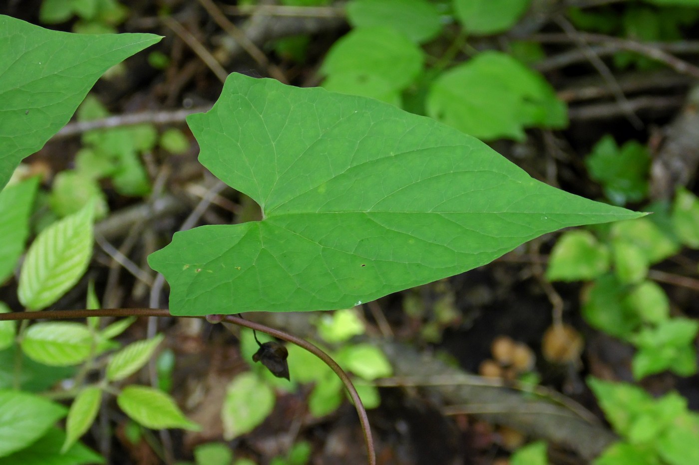 Image of Calystegia silvatica specimen.