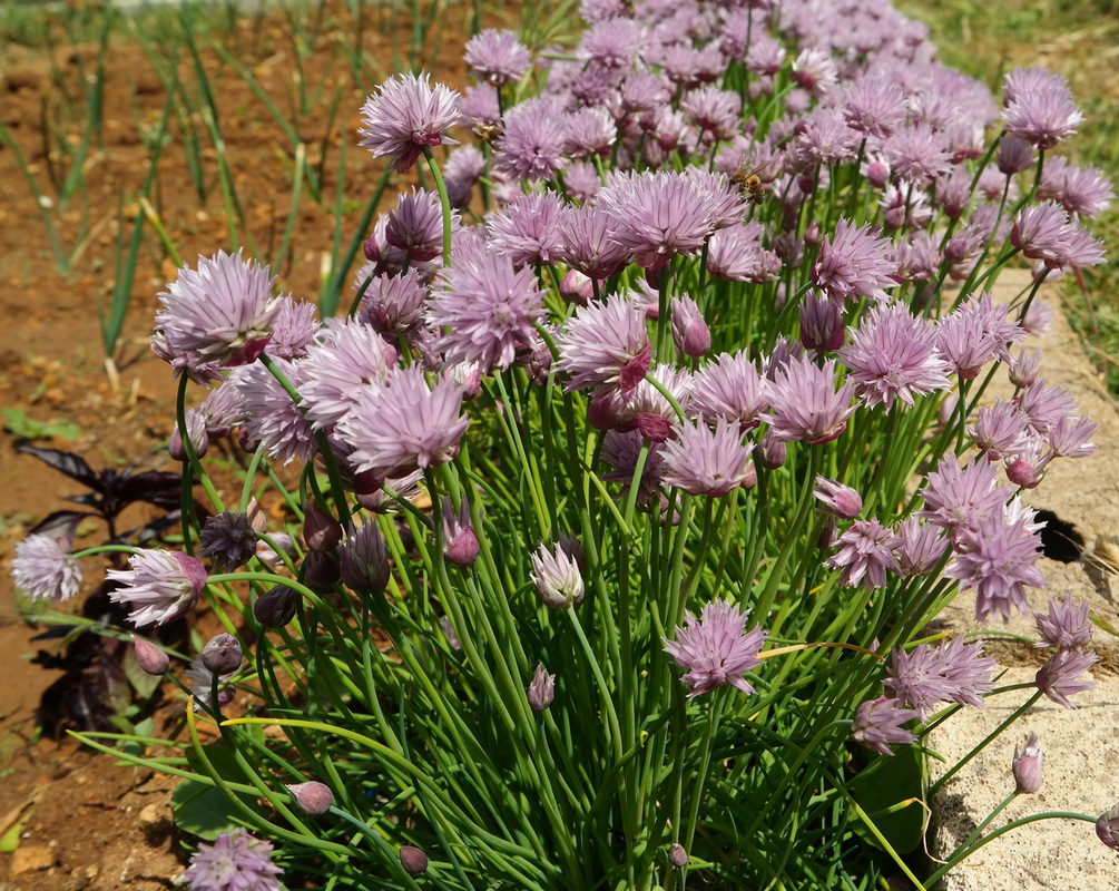 Изображение особи Allium schoenoprasum.