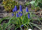 Muscari armeniacum. Цветущее растение. Московская обл., г. Железнодорожный, в культуре. 24.04.2020.