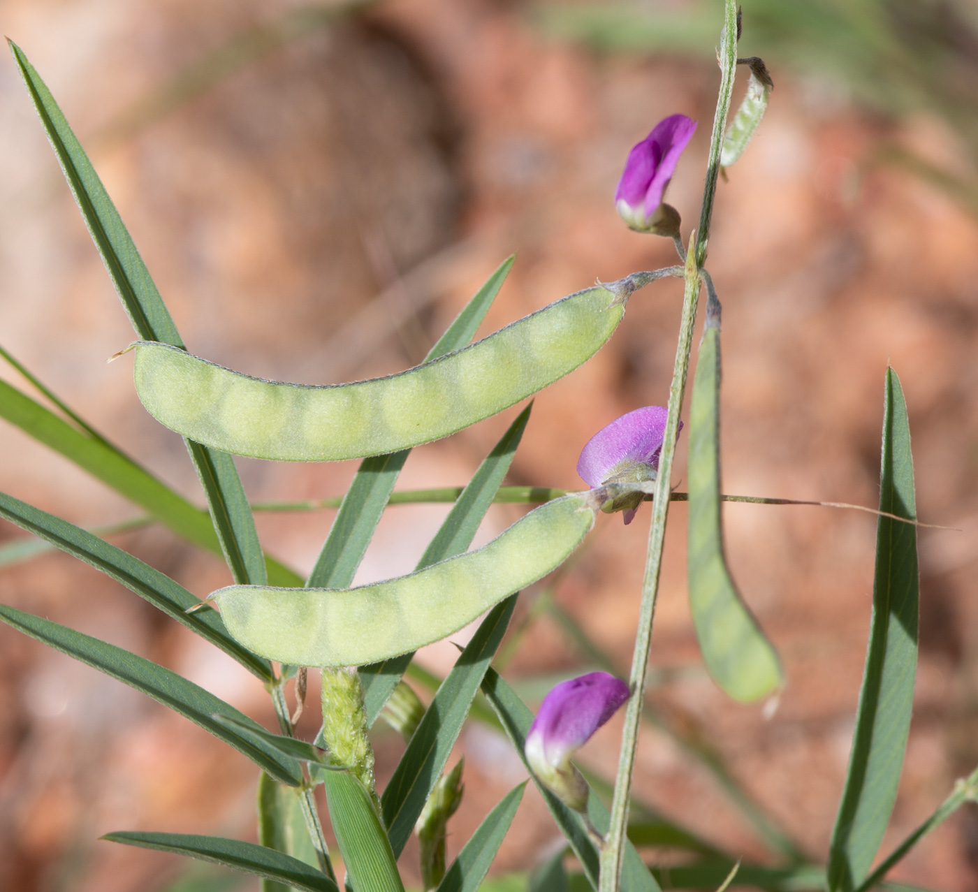 Image of Tephrosia dregeana specimen.