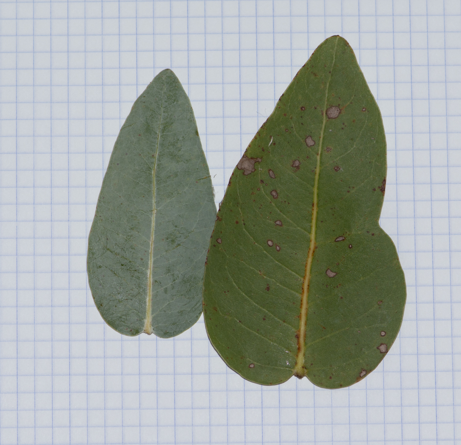 Image of Eucalyptus pruinosa specimen.