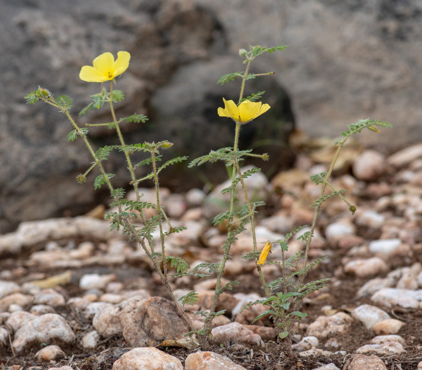 Image of Tribulus zeyheri specimen.