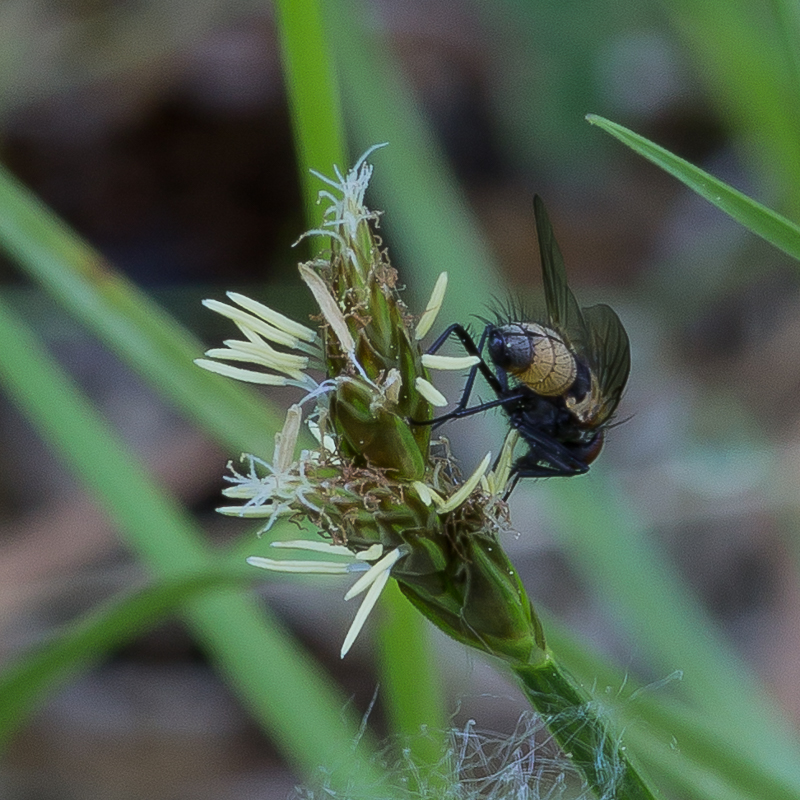 Image of Carex leporina specimen.