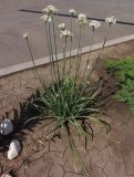 Смотреть изображение Allium ramosum