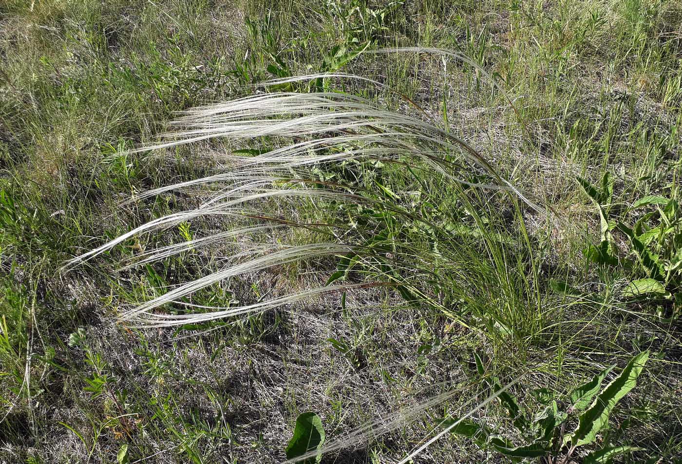 Image of Stipa lessingiana specimen.