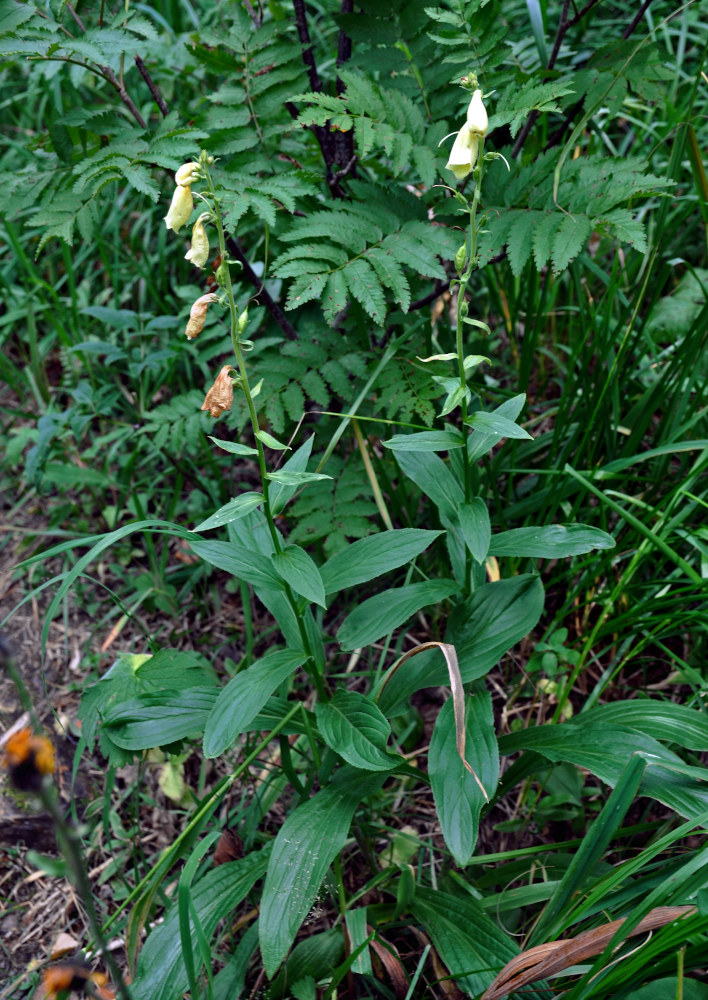 Изображение особи Digitalis grandiflora.