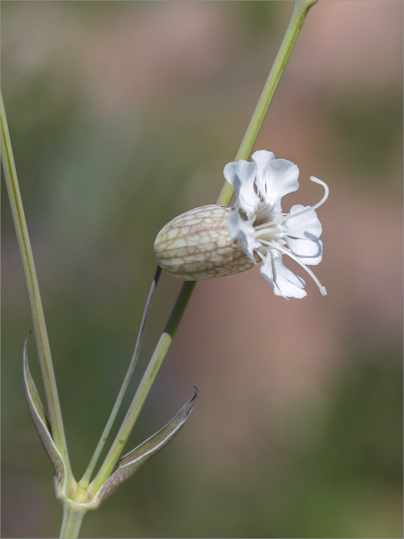 Изображение особи Oberna littoralis.