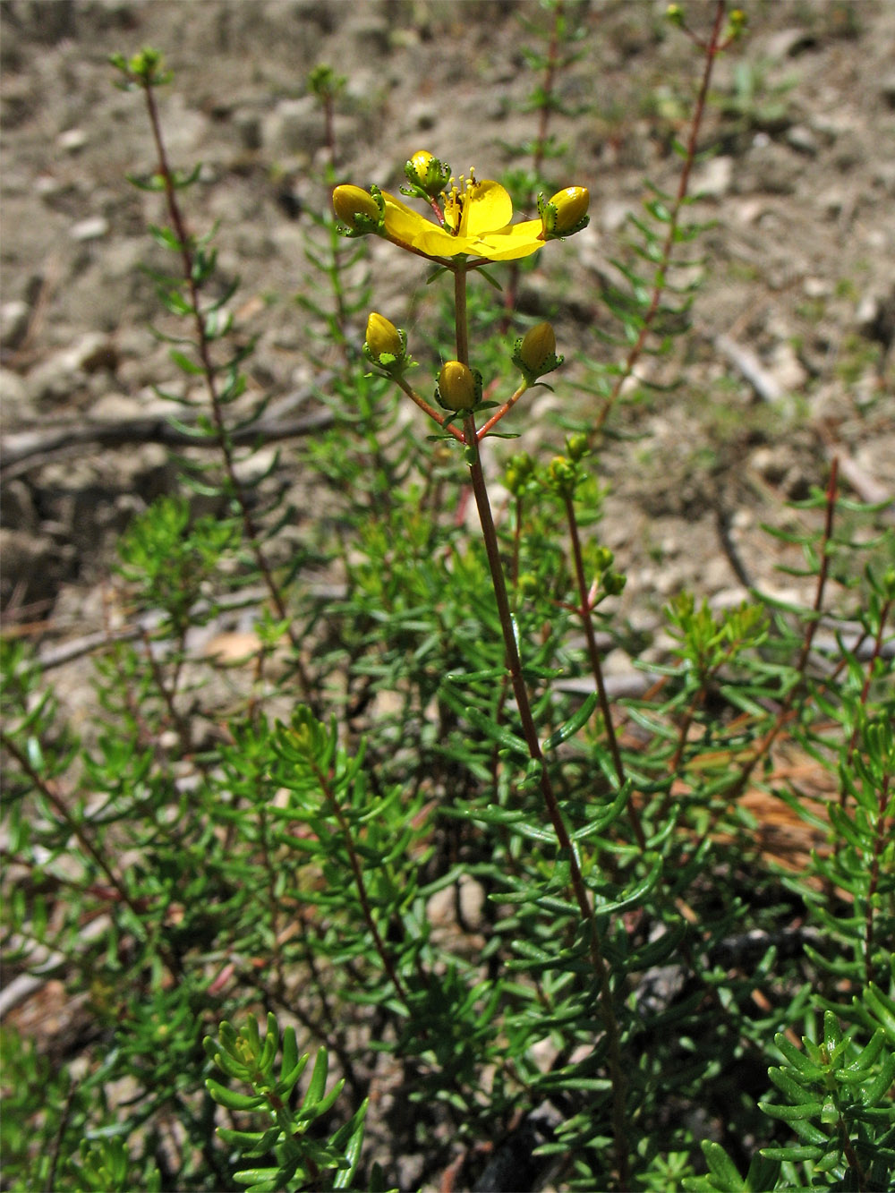 Изображение особи Hypericum empetrifolium.