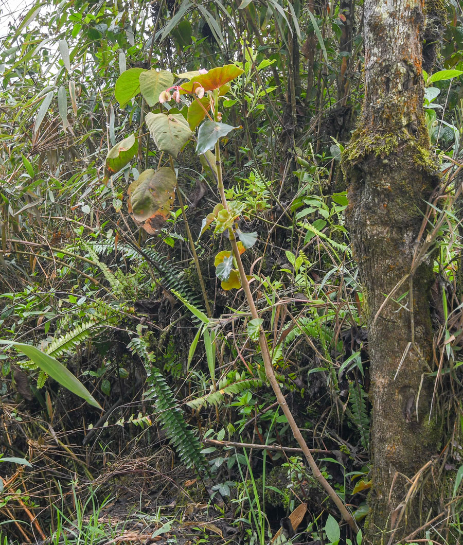 Image of genus Begonia specimen.