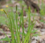 Carex arnellii. Верхушки растений с мужскими и цветущими женскими соцветиями. Ульяновская обл., Мелекесский р-н, окр. с. Сабакаево, пойма реки Бол. Черемшан, дубрава с примесью осины. 03.05.2021.