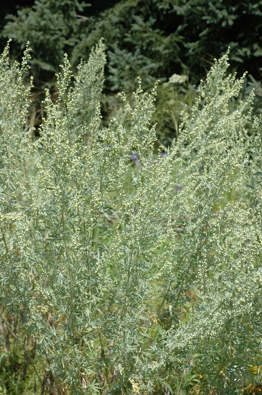 Image of Artemisia absinthium specimen.