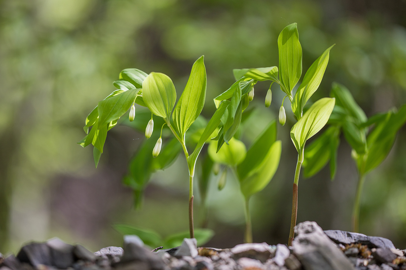 Изображение особи Polygonatum glaberrimum.