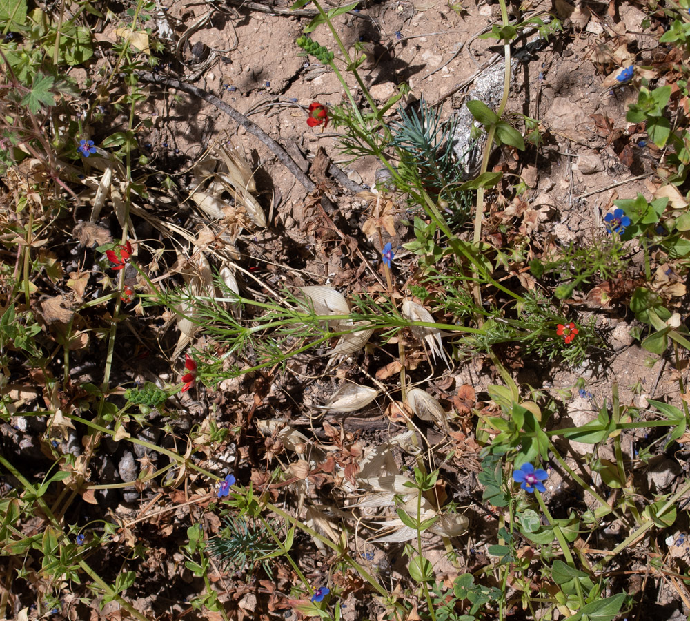 Image of Adonis microcarpa specimen.