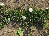 Ipomoea imperati