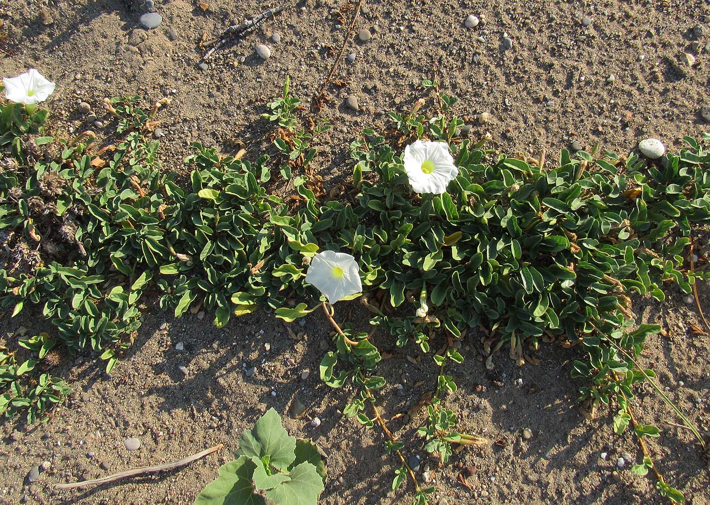 Изображение особи Ipomoea imperati.