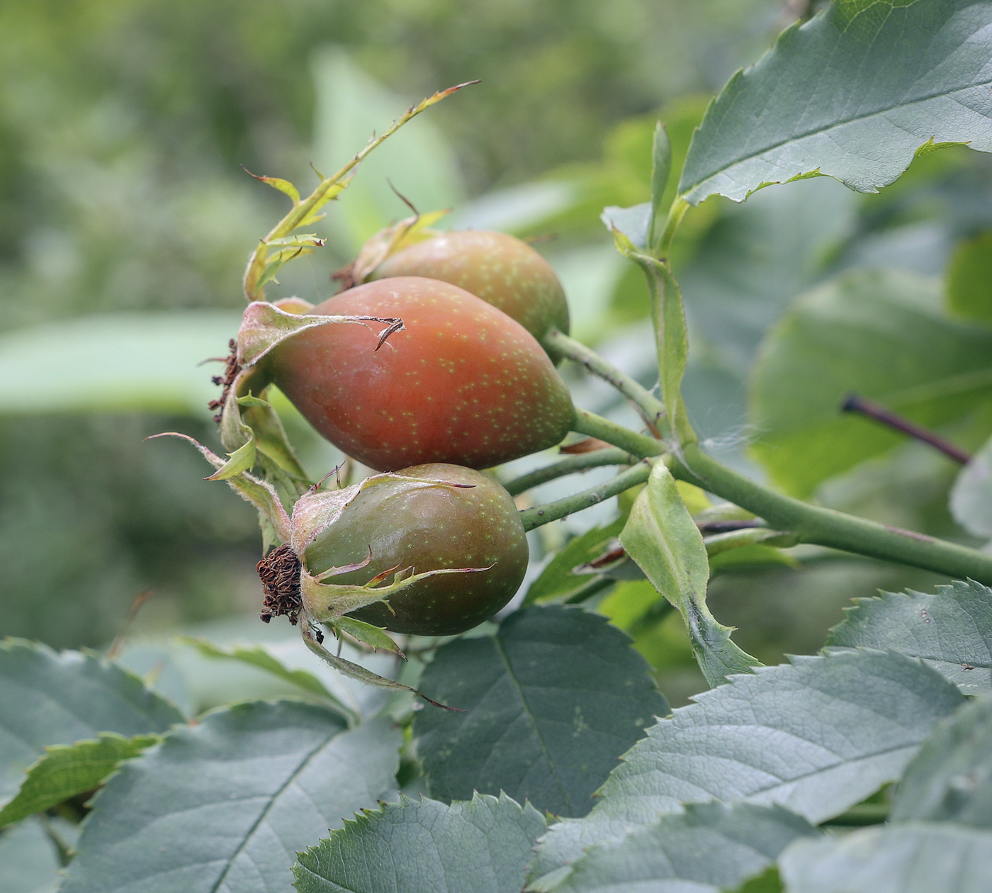 Image of Rosa canina specimen.