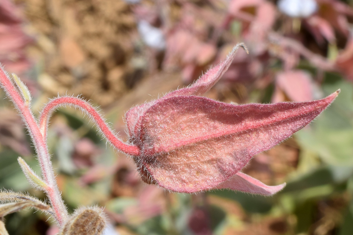 Изображение особи Trichodesma incanum.