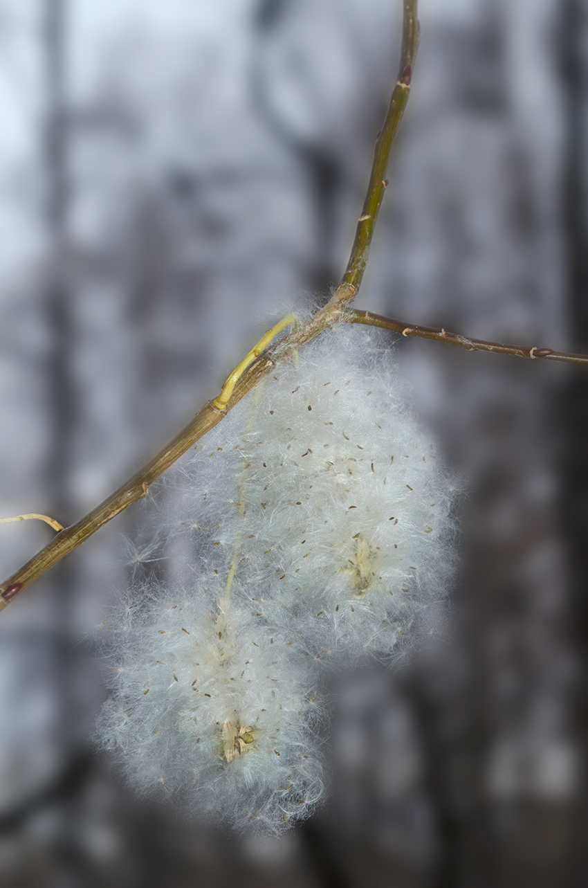 Image of Salix pentandra specimen.