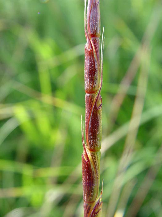 Изображение особи Aegilops cylindrica.