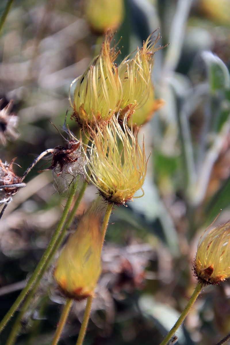 Image of genus Dryas specimen.