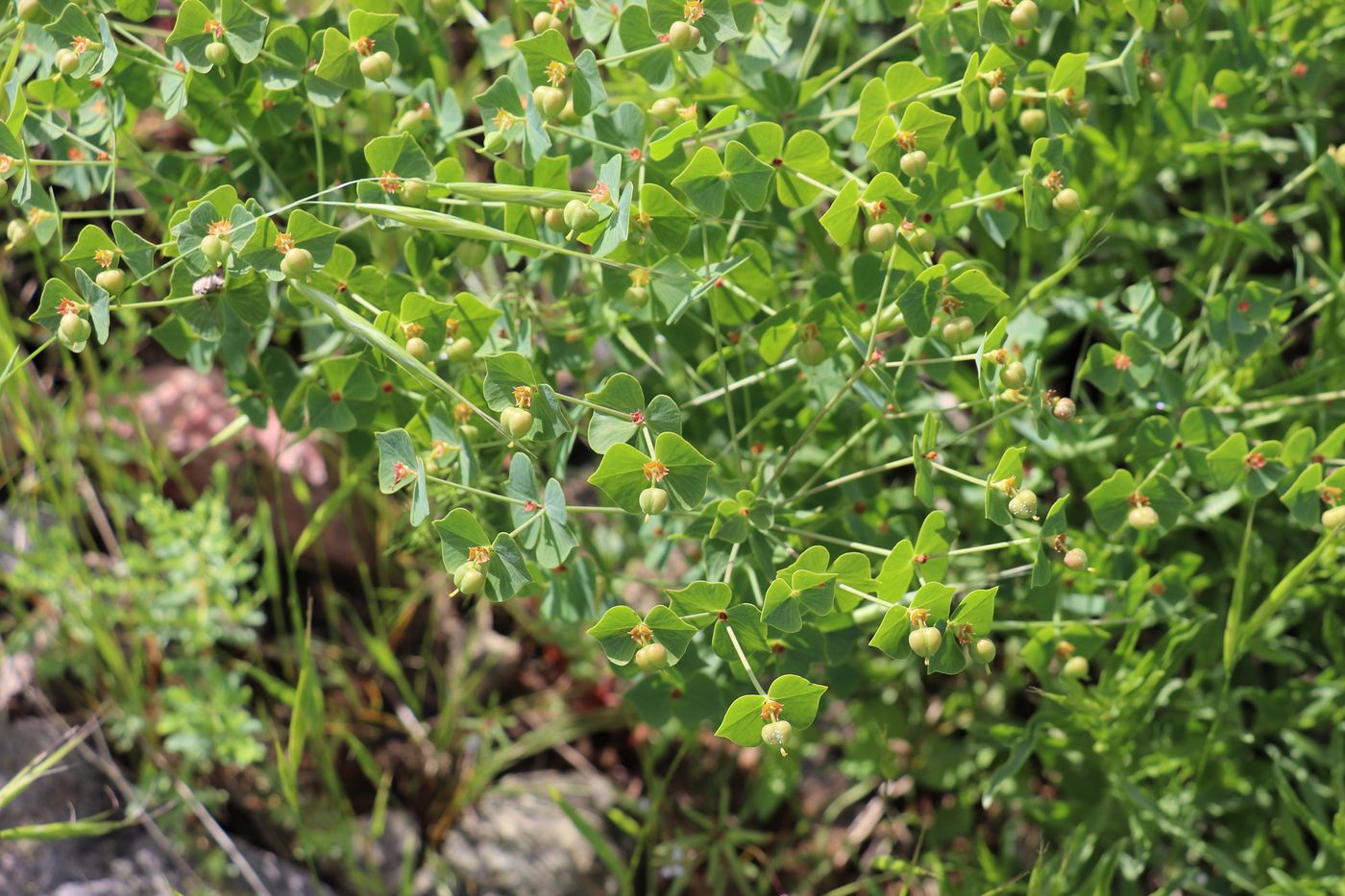 Image of Euphorbia sewerzowii specimen.