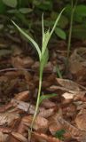Cephalanthera rubra. Зацветающее растение. Дагестан, Табасаранский р-н, окр. с. Татиль, буковый лес. 23 мая 2022 г.