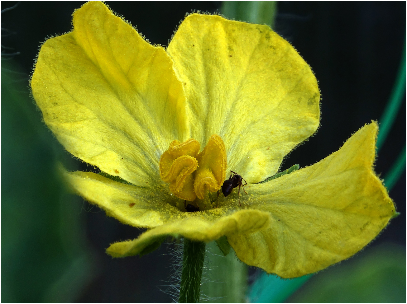 Изображение особи Citrullus lanatus.