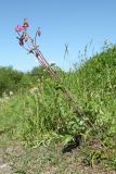 Aquilegia vulgaris