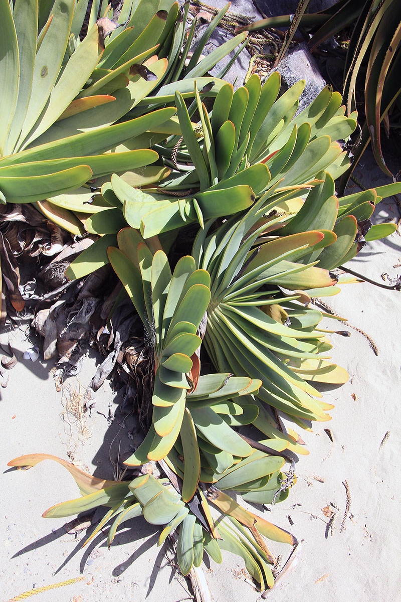 Image of Aloe plicatilis specimen.