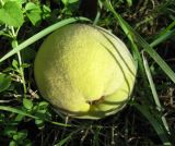 Смотреть изображение Cydonia oblonga