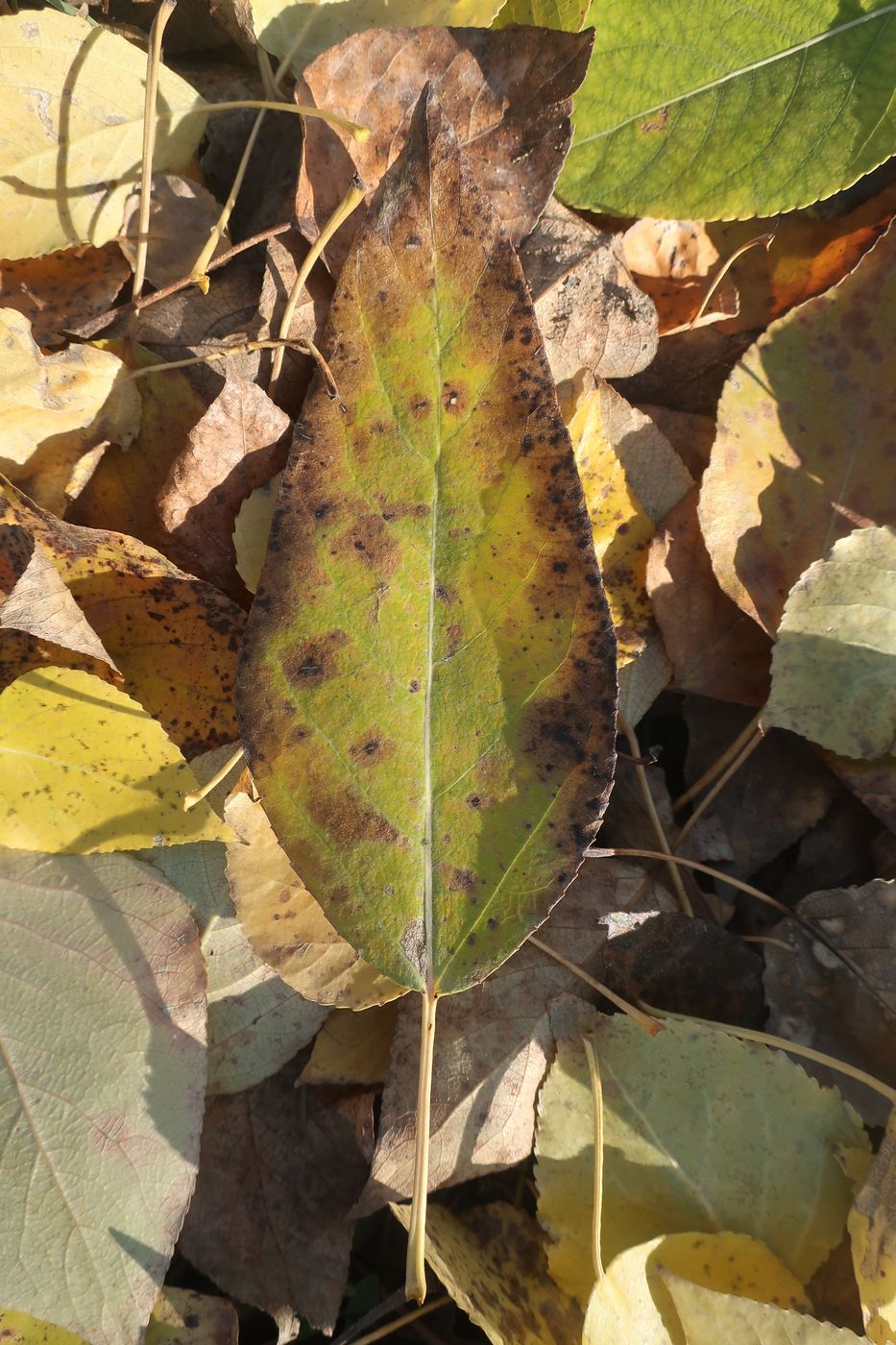 Image of genus Populus specimen.