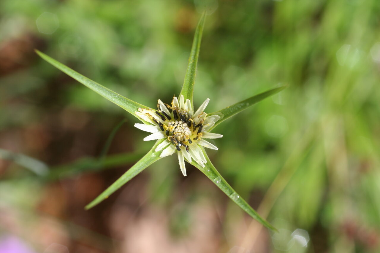 Изображение особи Tragopogon porrifolius ssp. longirostris.