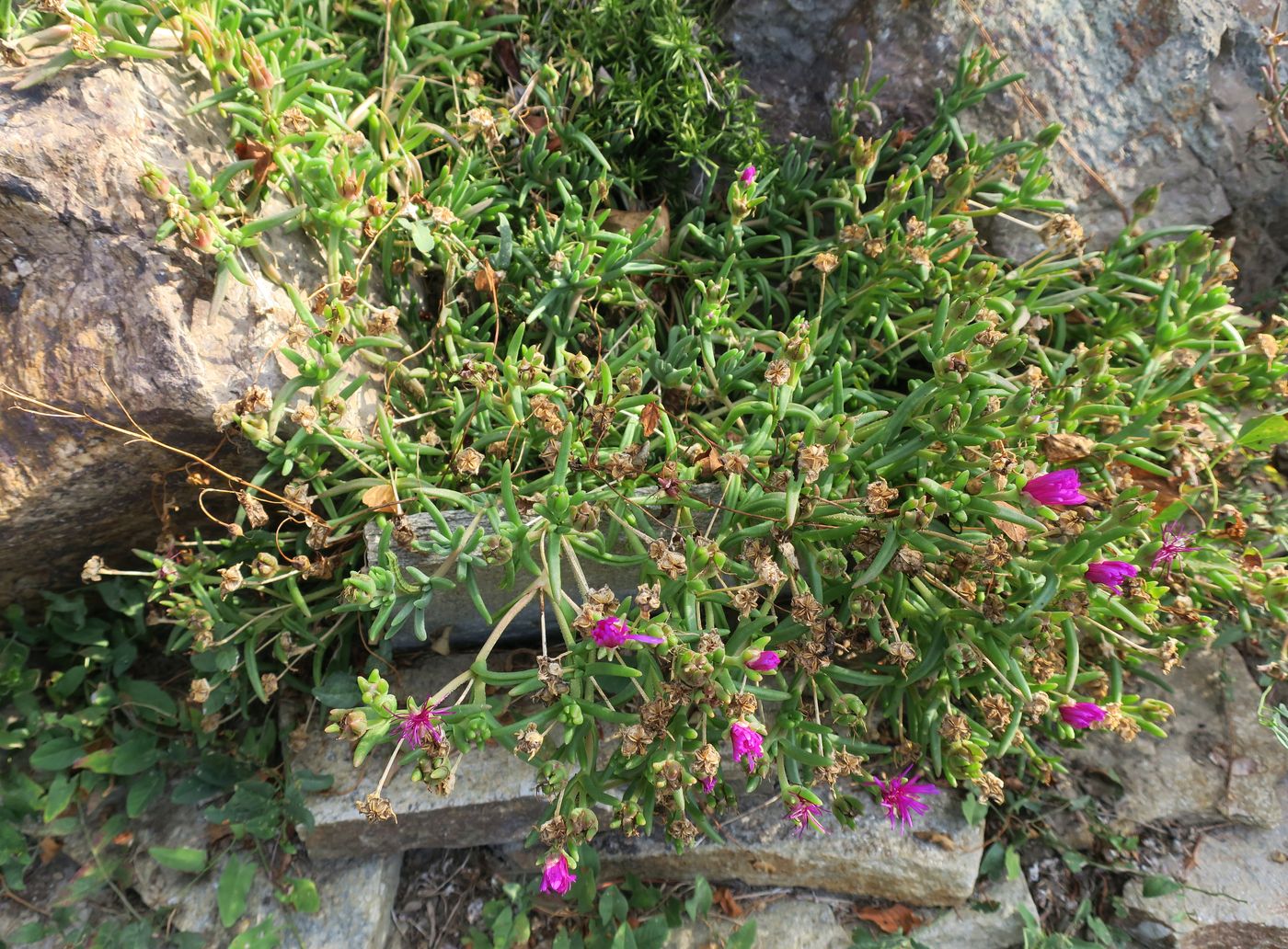 Image of Delosperma cooperi specimen.